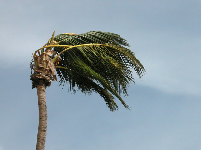 Palm tree blowing in wind